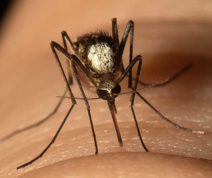 New Invasive Mosquito Species Found In Florida Can Carry Yellow Fever : NPR